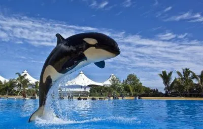 Loro Parque